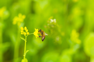 ミツバチと菜の花