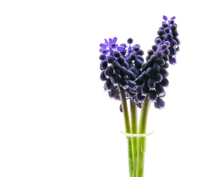 Fototapeta very small purple flowers in crystal vase