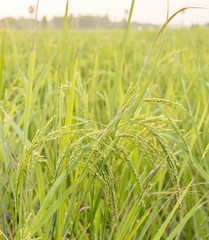 rice field