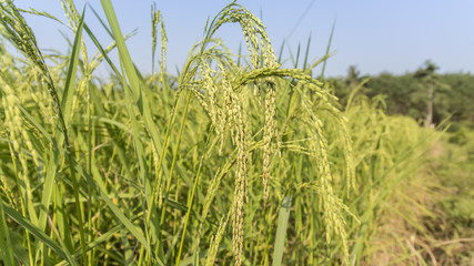rice field