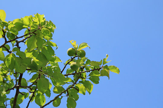 4月の青空と梅の木