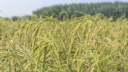 rice field