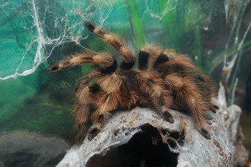 tarantula