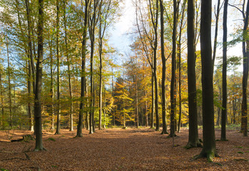 forest in autumn colors