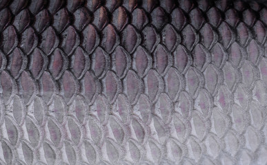 texture of fish scales © evegenesis