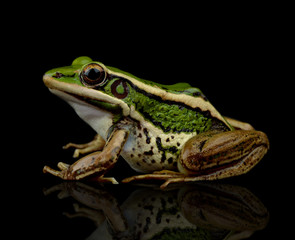frog