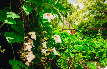 plants in tropical garden. view of the lush green vegetation and