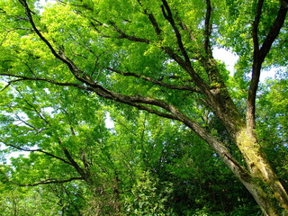 コナラの木