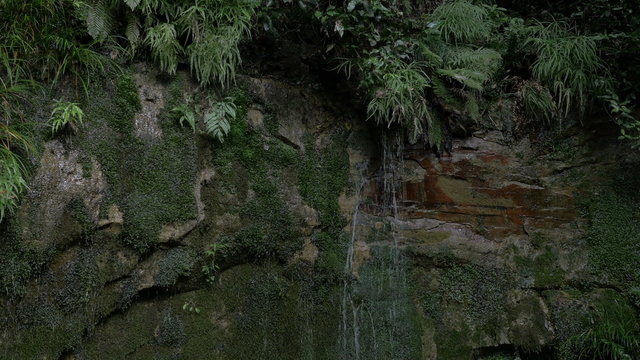Green preservation at Todoroki Keikoku.