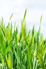 麦畑（六条大麦）