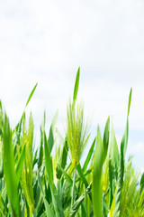 Obraz premium 麦畑（六条大麦）