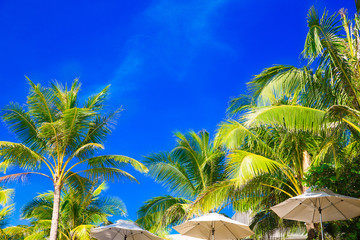 Palm trees and sun umbrellas on a tropical beach, the sky 