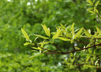Spring Leaves (b)