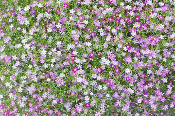 Fototapeta premium beautiful lovely little white and pink gypsophila flowers patte