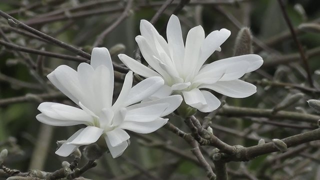 Close up of White Magnolia Stellata Flowers in Spring
