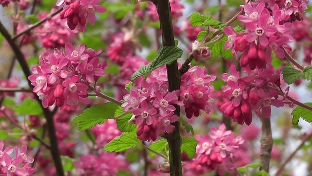 Beautiful Vibrant Spring Ribes Currant Blossom Pink