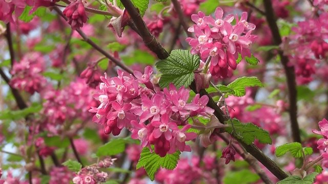 Beautiful Vibrant Spring Ribes Currant Blossom Pink