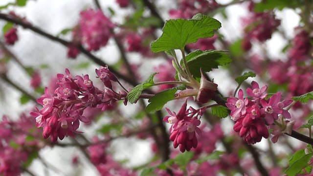 Beautiful Vibrant Spring Ribes Currant Blossom 
