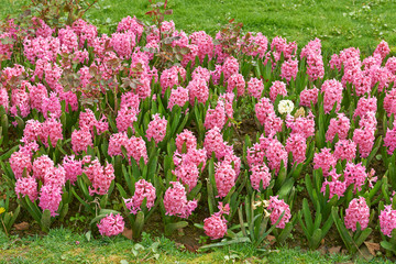 Pink hyacinth