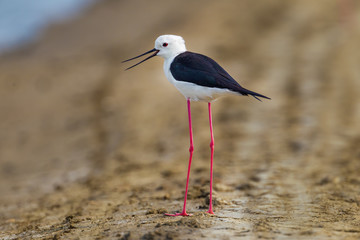 Black-winged Stilt(Himantopus himantopus ) s