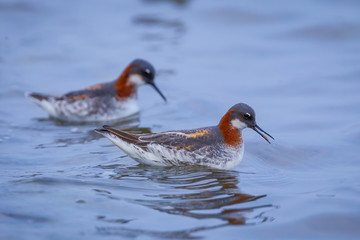 Couple of Red-necked Phalarope (Phalaropus lobatus) 
