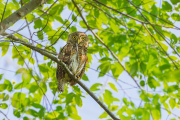 Fototapeta premium Asian barred owlet(Glaucidium cuculoides) 