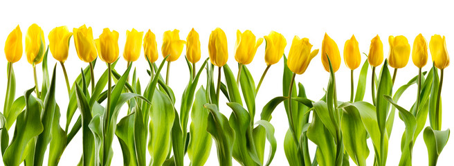 line of yellow tulips