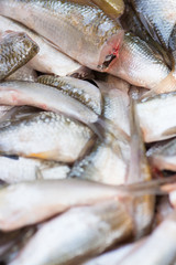Cutted head fish for cooking.