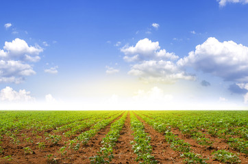 Cassava farm - manioc plant field on blue sky background in Thai