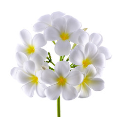 Frangipani or Plumeria Flower Isolated on White Background