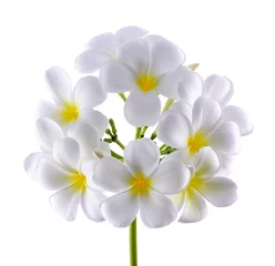 Papier Peint photo autocollant Frangipanier Frangipani or Plumeria Flower Isolated on White Background