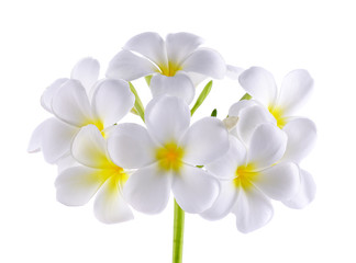 Fototapeta na wymiar Frangipani or Plumeria Flower Isolated on White Background
