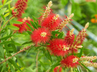 Callistemon flowers red tree