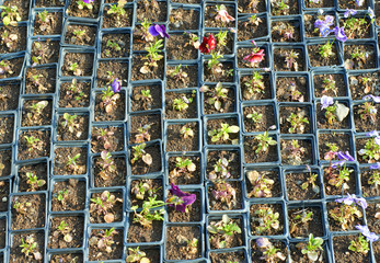 Pansy flowers potted seedlings
