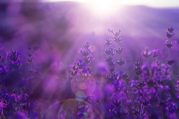 Fototapeten field lavender flowers © lms_lms