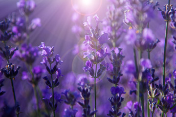Plakat blurred summer background of wild grass and lavender flowers