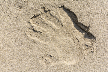 Reflection of hand in the sand