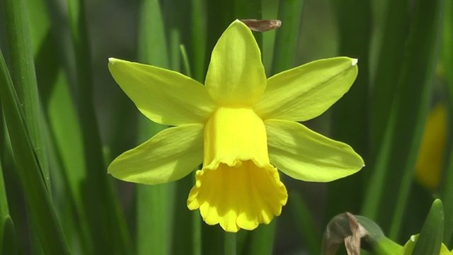 Single Daffodil Flower Blowing in Spring Wind Close up