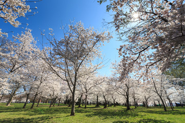 Cherry Blossom in Washington DC, USA