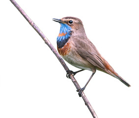 Bluethroat on white background