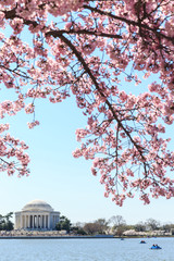Dawn at the Jefferson Memorial during the Cherry Blossom Festiva