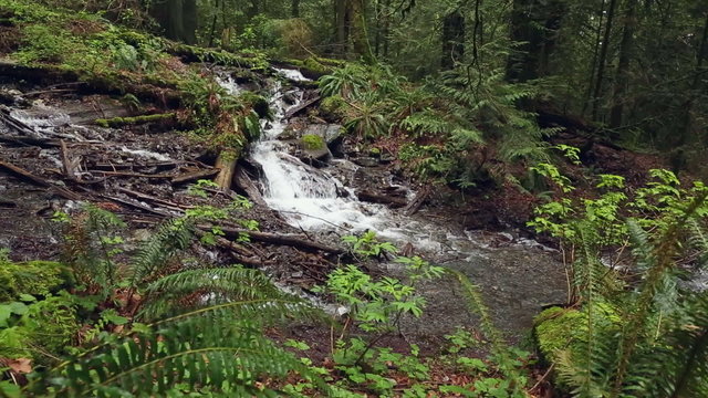 Pacific Northwest Rainforest and Lush Undergrowth