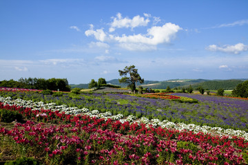ゼルブの丘のお花畑