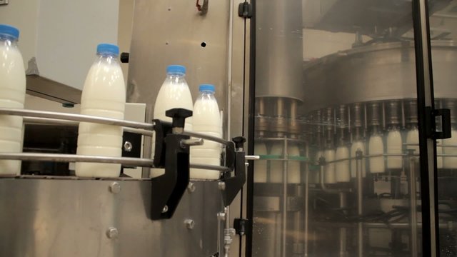 Bottled milk conveyor at dairy production