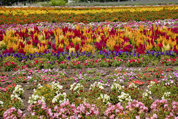 富良野のお花畑