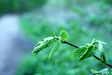 New green leaves growing in spring