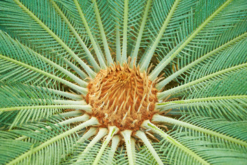 Branches of big tropical palm tree