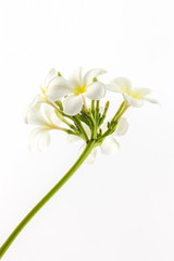 Obraz premium Plumeria or frangipani blossom.