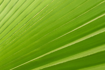 Green Palm leaves