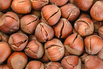 dried hazelnut